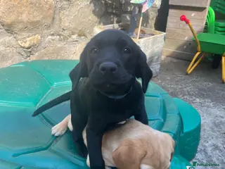 Labrador Retriever dogs Labrador Puppies - Advert 6