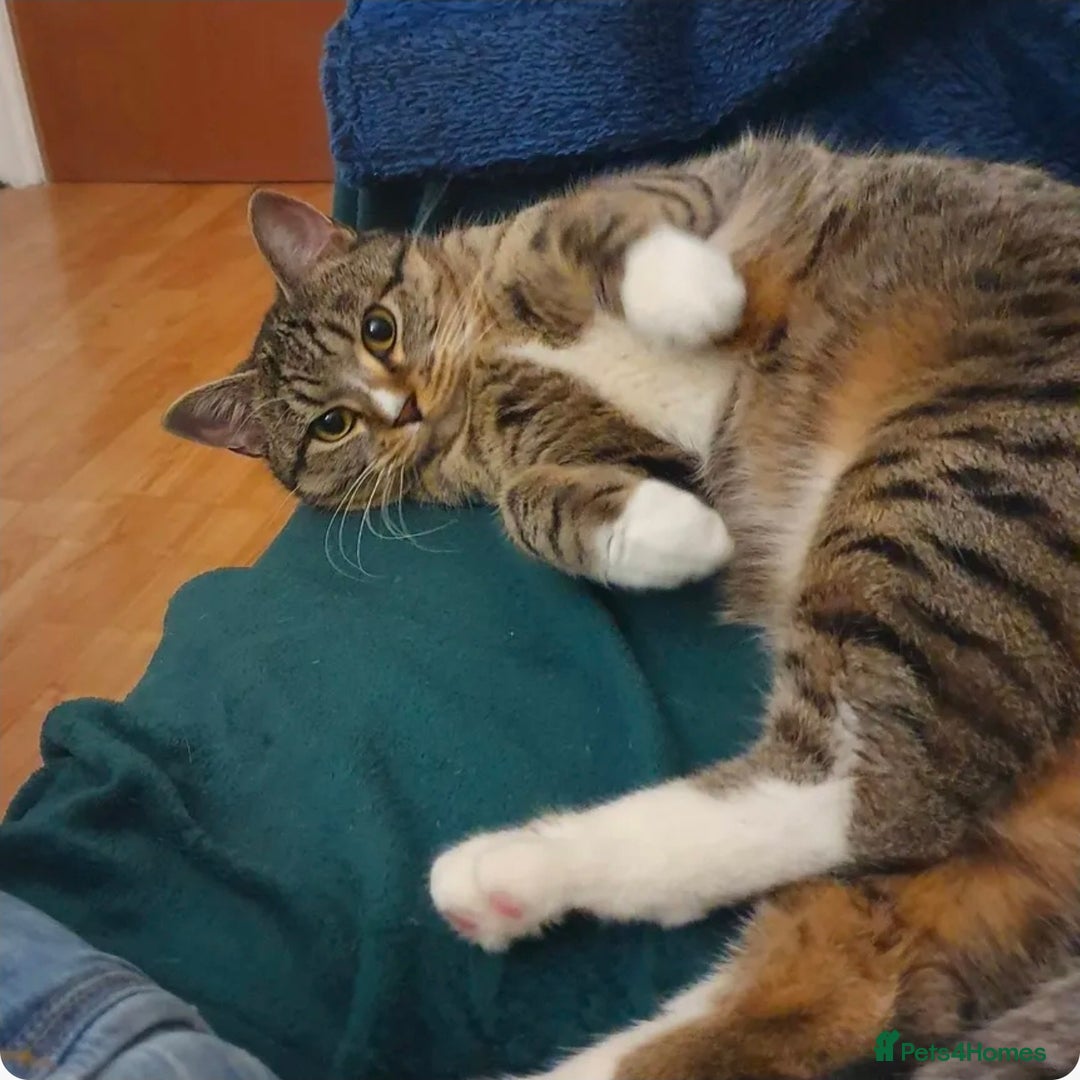 Mixed Breed cats for sale: Beautiful Neutered Tabby Cat – Ready for New Home - Advert 5