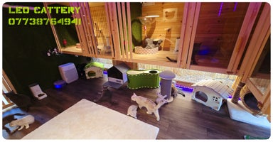 Scottish Fold cats - Advert 14