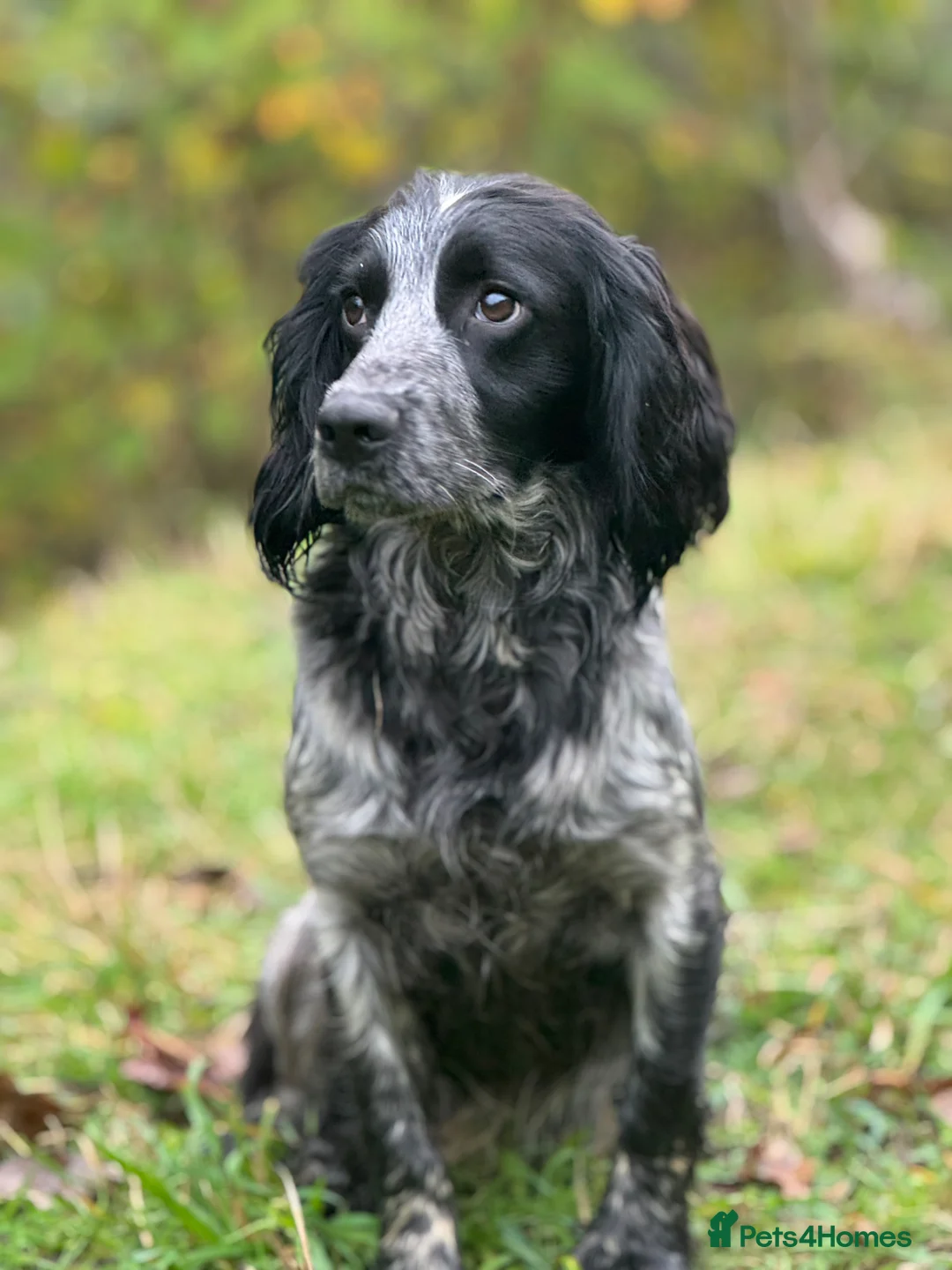 Cocker Spaniel dogs for stud: Stunning Homebred Blue Roan at Stud - Advert 9