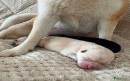 Japanese Shiba Inu dogs for sale: Health tested Japanese Shiba Inu  - Image 1