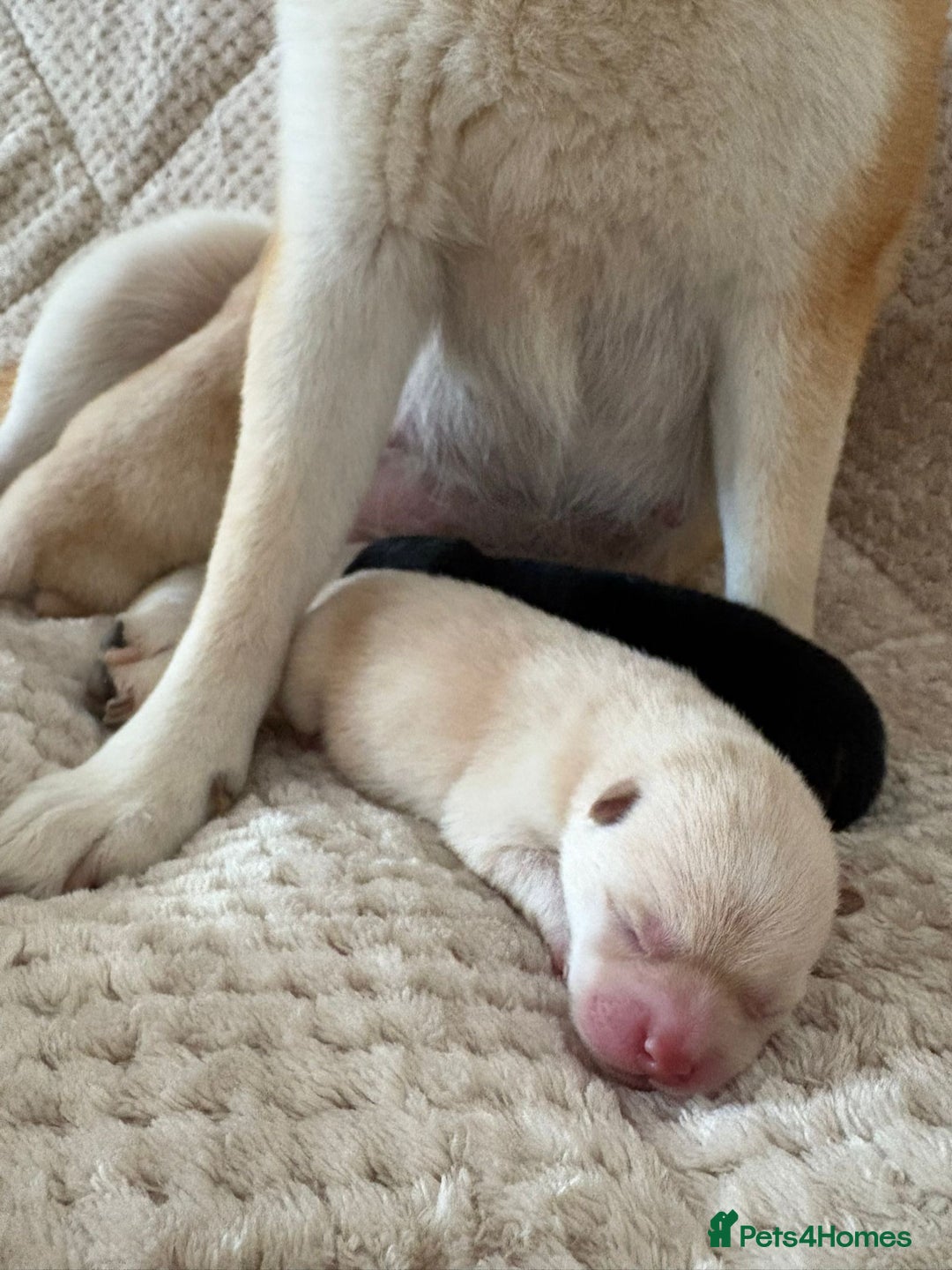 Japanese Shiba Inu dogs for sale: Health tested Japanese Shiba Inu  - Image 1