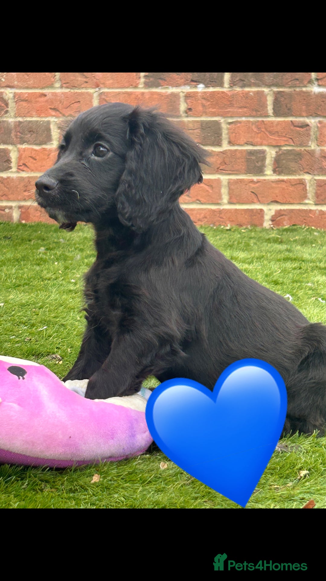 Cockapoo dogs for sale: 💙 7 stunning cockapoo puppies for sale 🩷 - Image 6