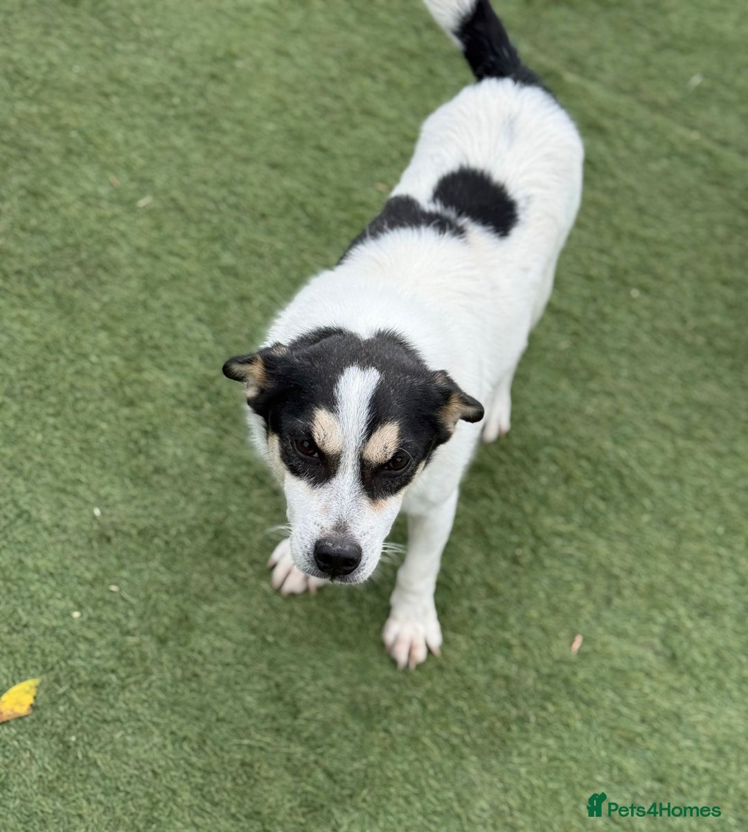 Mixed Breed dogs for adoption: Gorgeous Dylan needs a home! - Image 17
