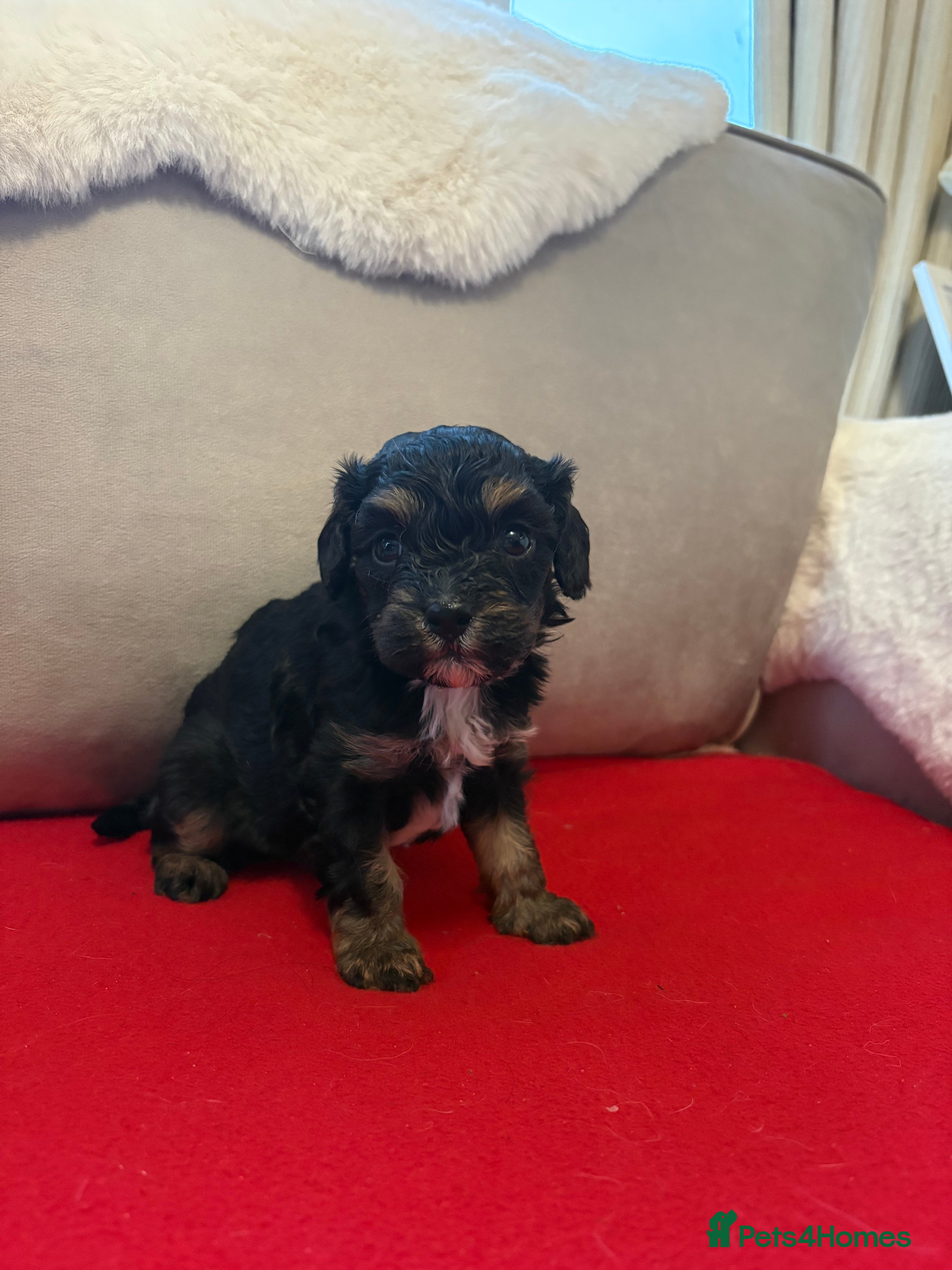 Cavalier King Charles Spaniel dogs Female Cavalier King Charles Spaniel - Advert 6