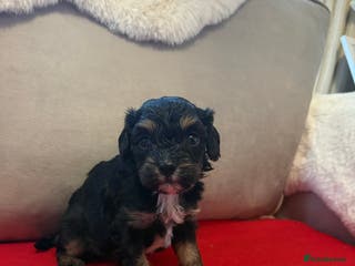 Cavalier King Charles Spaniel dogs Female Cavalier King Charles Spaniel - Advert 8