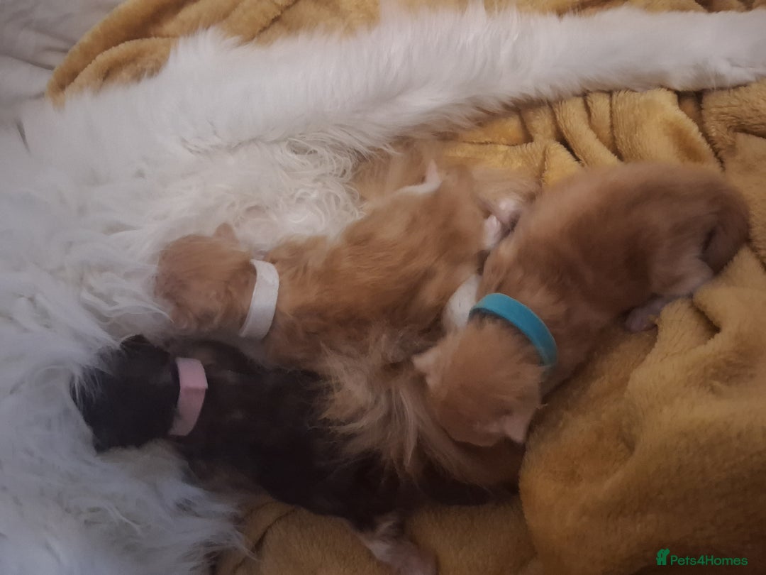 Maine Coon cats for sale: MAINECOON KITTENS AVAILABLE  - Image 4