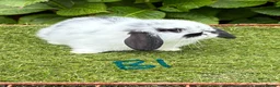 Mini Lop rabbits for sale: Pure bred mini lops baby rabbits. - Advert 3