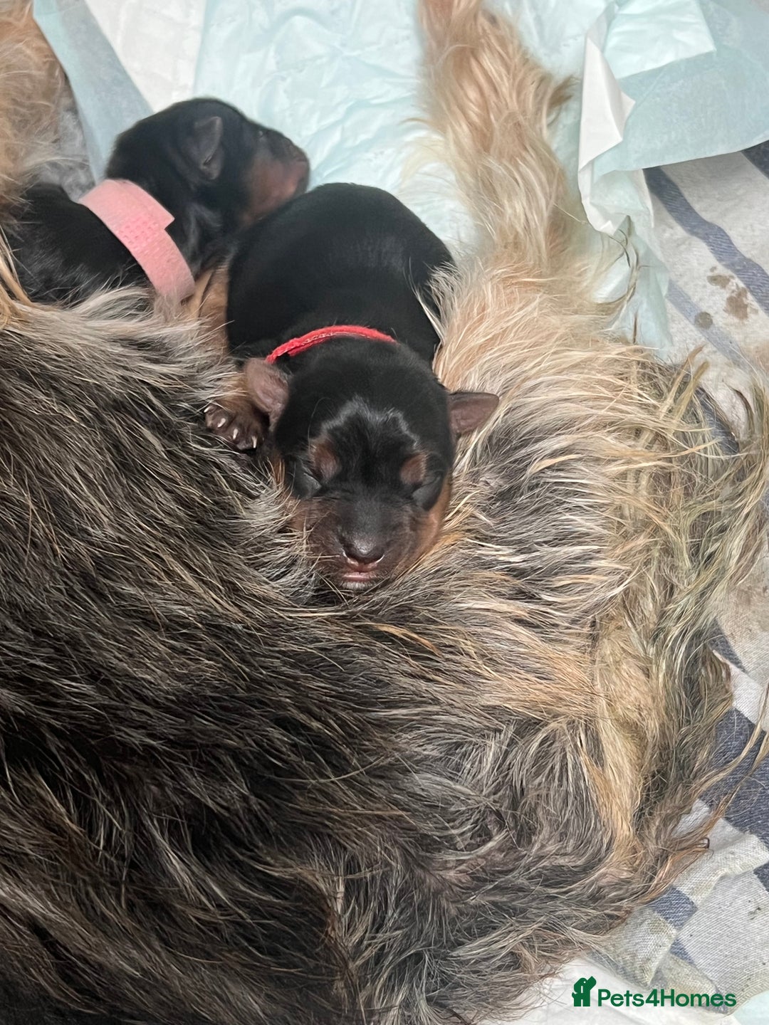 Yorkshire Terrier dogs for sale: Beautiful Mini Yorkshire Terrier two girls  - Image 2