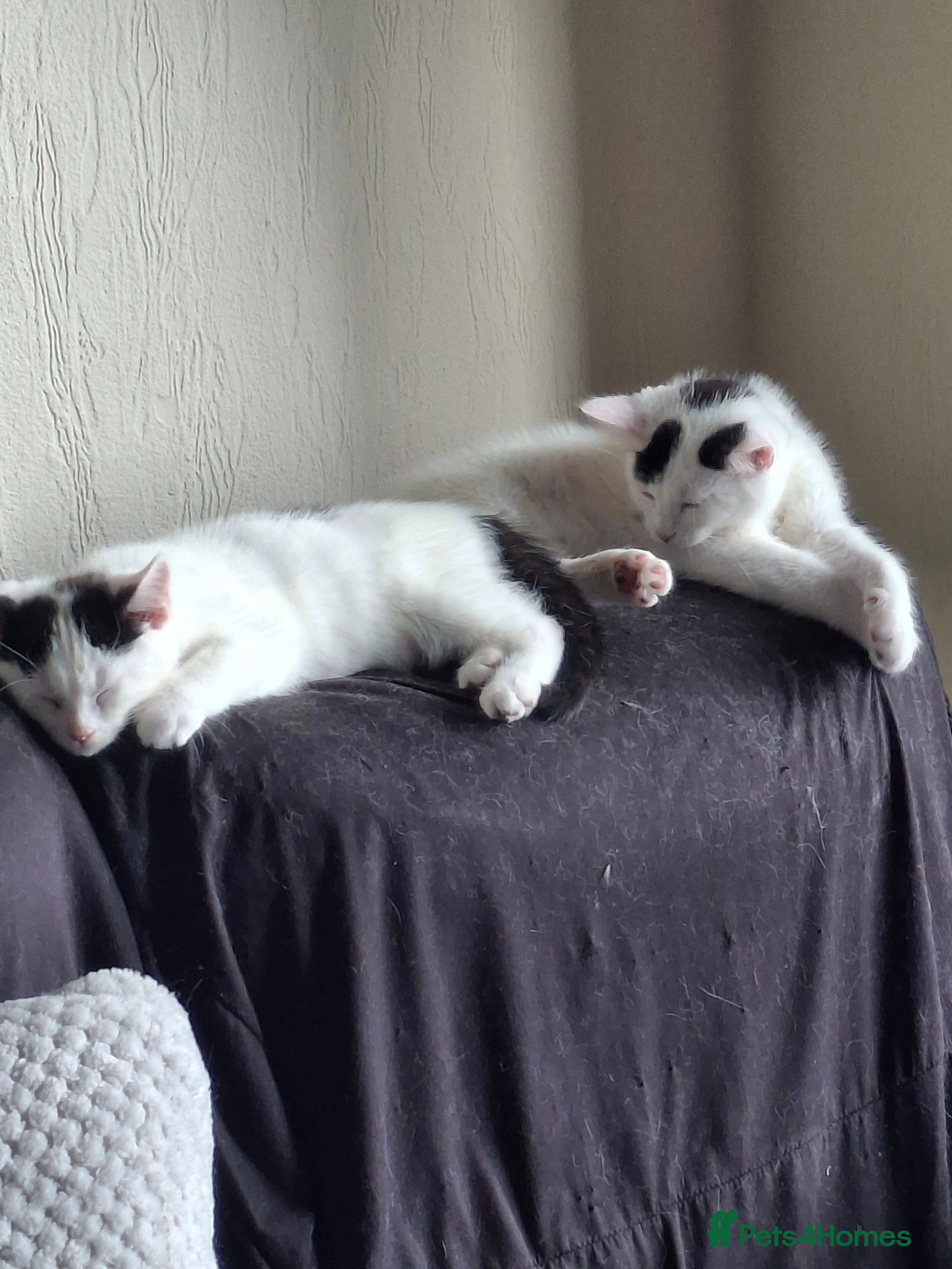 Mixed Breed cats Tina & Nina Looking for a Loving Home - Advert 20