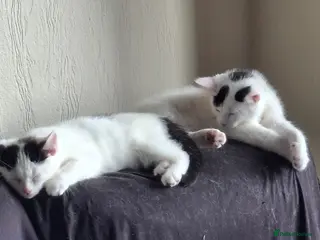 Mixed Breed cats Tina & Nina Looking for a Loving Home - Advert 20