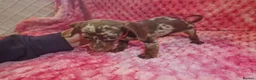 Miniature Dachshund dogs for sale: Miniture dachshund puppies  - Advert 18