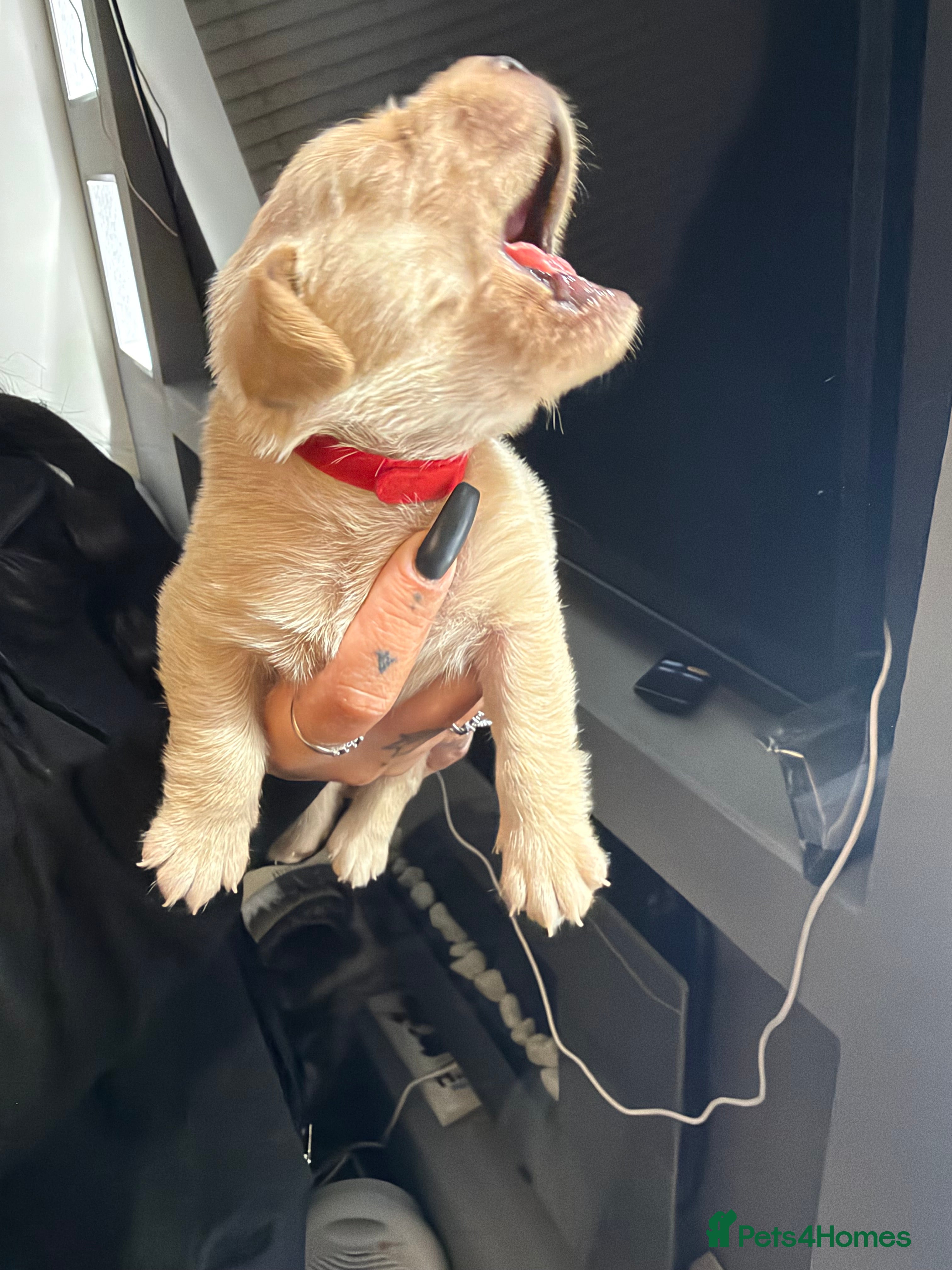 Labrador Retriever dogs for sale: ** 7 Labrador beautiful puppies! READY 11th Dec ** - Advert 2