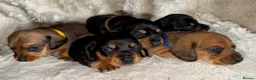 Miniature Dachshund dogs for sale: Your new best friend awaits🥰 5 gorgeous boys🩵 - Advert 15