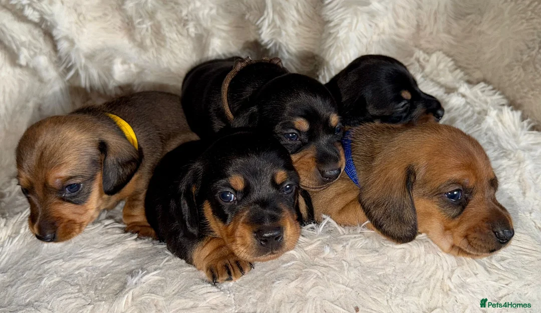 Miniature Dachshund dogs for sale: Your new best friend awaits🥰 5 gorgeous boys🩵 - Advert 15