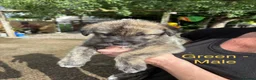 Irish Wolfhound dogs for sale: KC/IKC Registered Irish Wolfhound Puppies - Advert 3