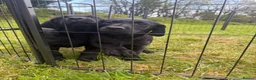 Labrador Retriever dogs for sale: 2 boys left Kc registered Labrador puppies   - Advert 4