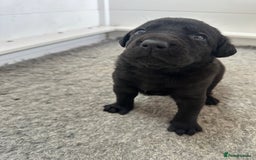 Mastiff dogs for sale: Pedigree Puppies of our Portuguese cattle dogs. - Image 8