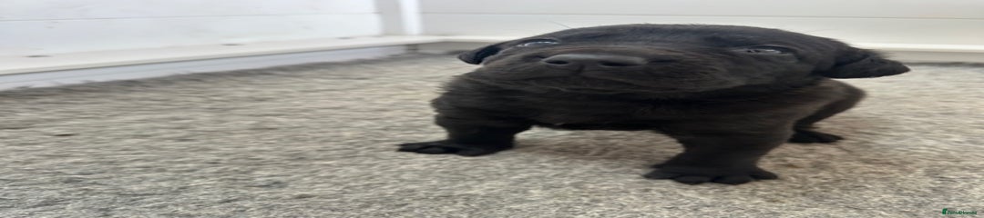 Mastiff Puppy 3