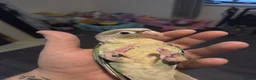 Parrots birds for sale: Stunning Parrots/Parakeets/Amazons  - Advert 5