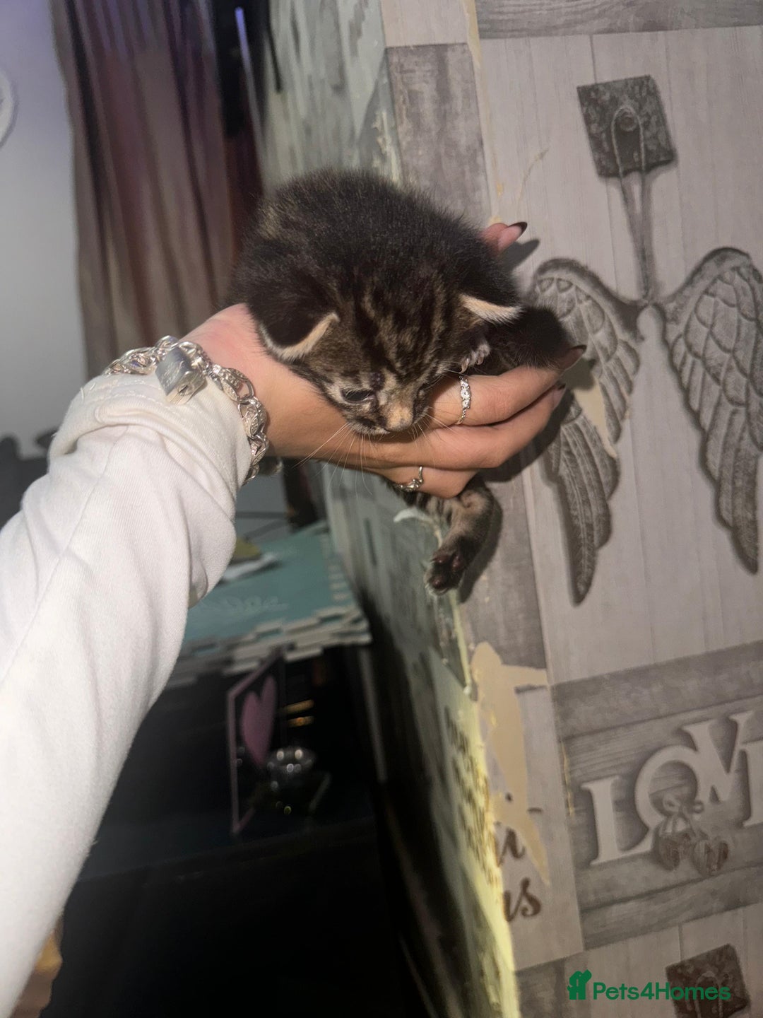 Mixed Breed cats for sale: 2 male 2 female beautiful kittens - Image 8