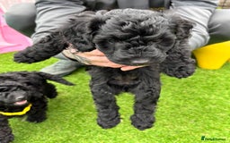 Sproodle dogs for sale: Beautiful Sproodles 1 black girl&1 chocolate boy - Image 23
