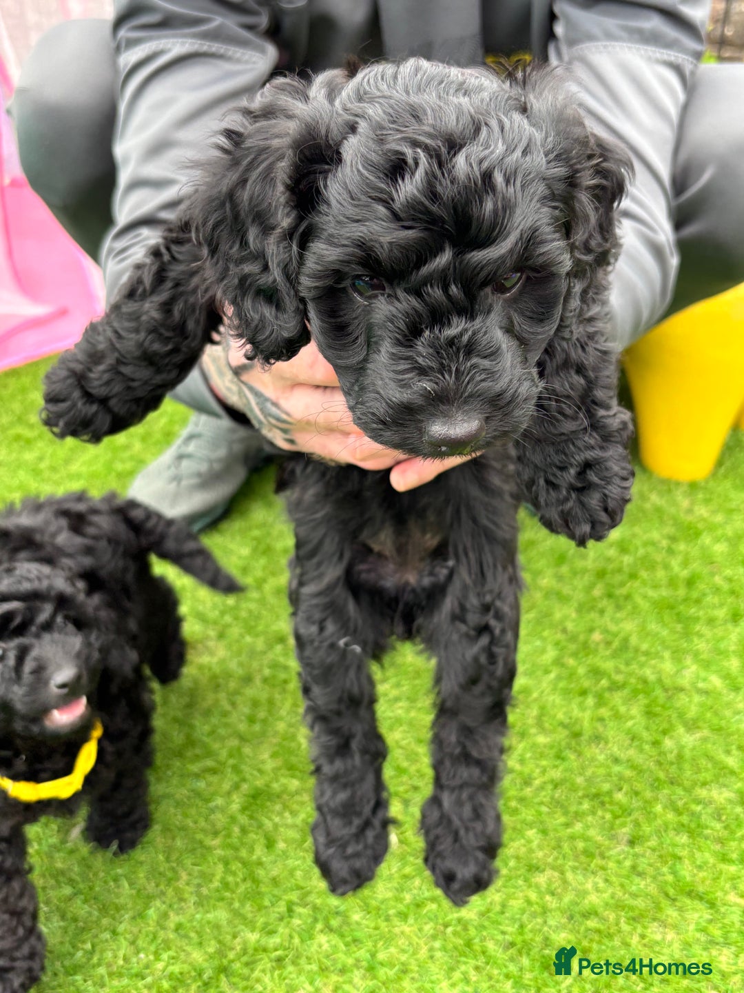 Sproodle dogs for sale: Beautiful Sproodles 1 black girl&1 chocolate boy - Image 23