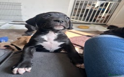 Mixed Breed dogs for sale: Cane corso x staffy  - Image 6