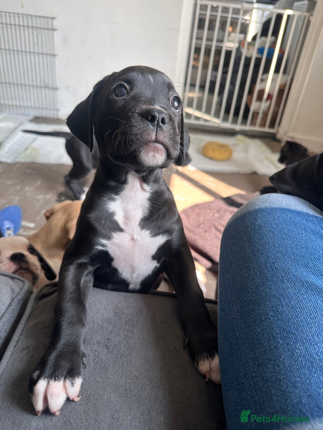 Mixed Breed dogs for sale: Cane corso x staffy  - Image 6
