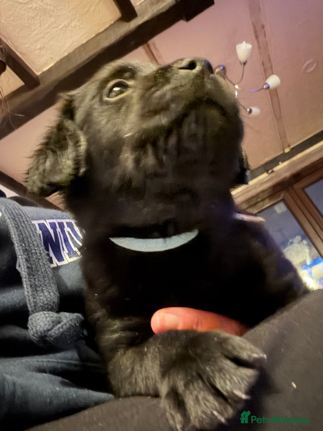 Goldador dogs for sale: Goldador puppies - Advert 18