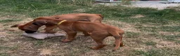 Rhodesian Ridgeback dogs for sale: KC Registered, only 2 left. - Advert 6
