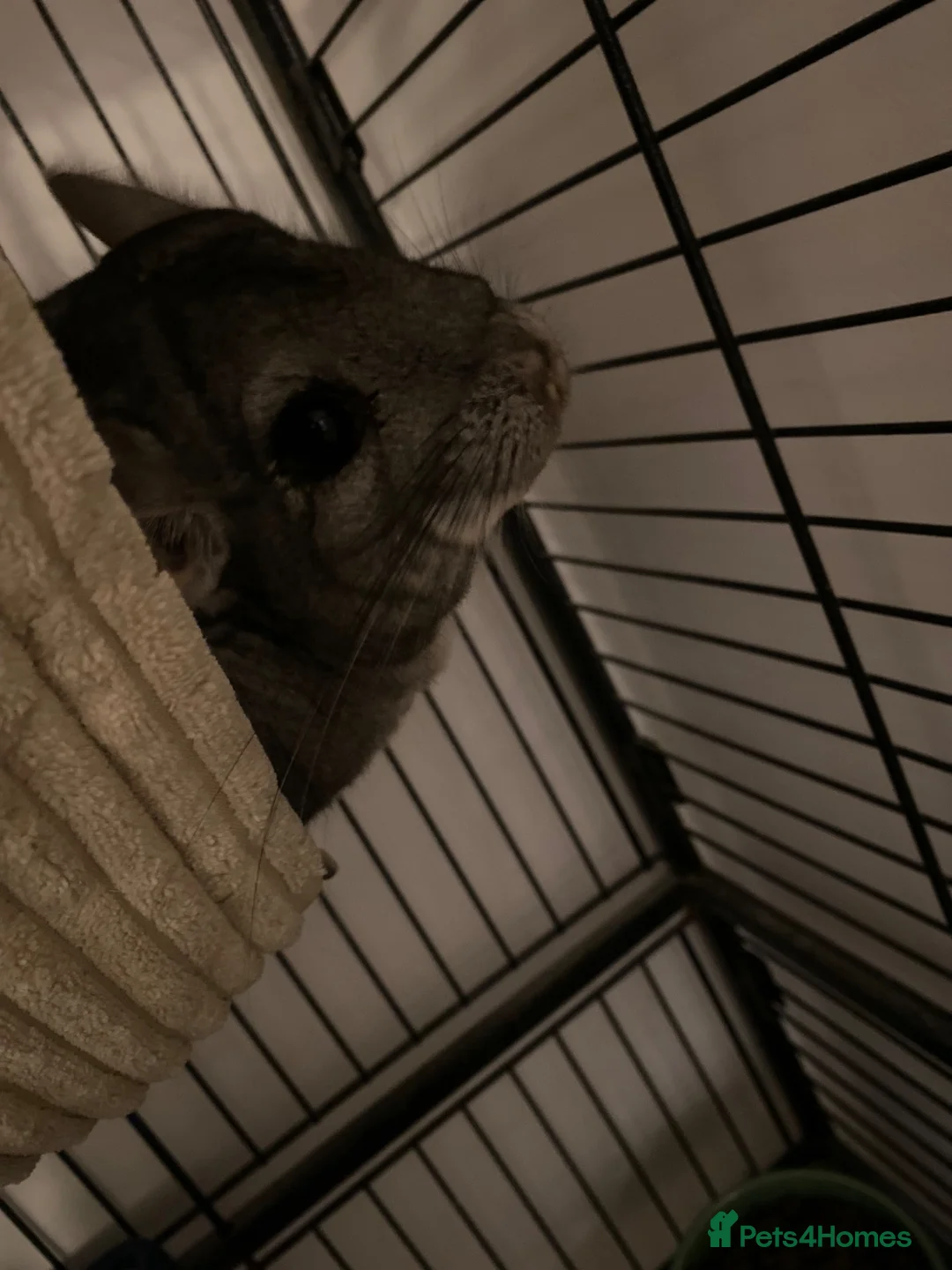 Chinchilla rodents for sale: Beautiful and friendly female Chinchilla   in Melton Mowbray - Advert 2
