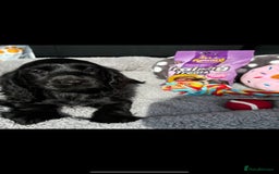 Cocker Spaniel dogs for sale: Cocker Spaniel Puppies  - Image 11