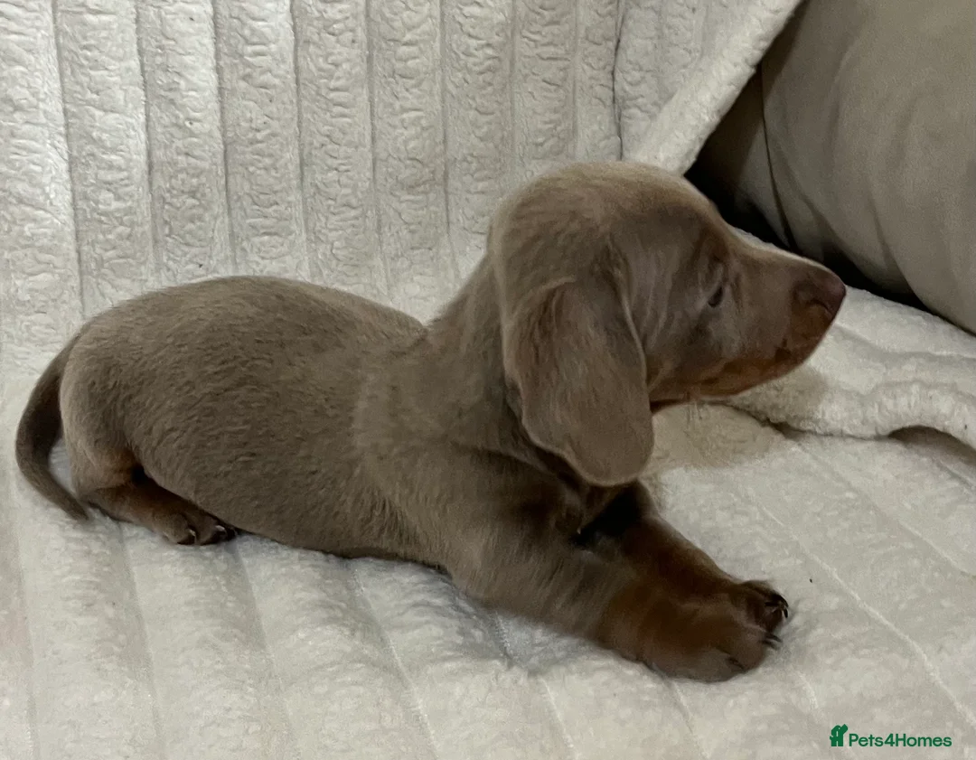 Miniature Dachshund dogs for sale: Stunning Isabella mini dachshund puppies - Advert 11
