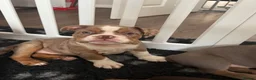 Olde English Bulldogge dogs for sale: 3 Olde English bulldogges READY FOR NEW HOMES ✨  - Advert 3