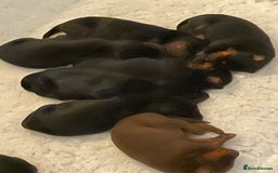Dobermann dogs for sale: Stunning pups over 40 champions in pedigree  - Image 1