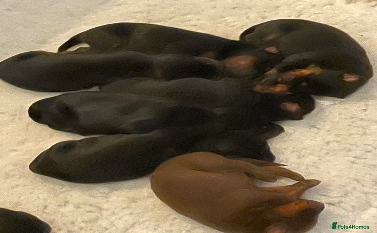Dobermann dogs - Advert 1