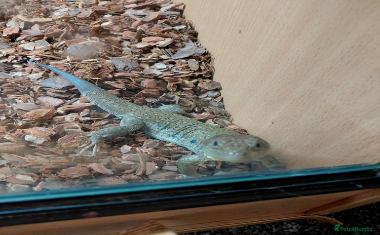 Lizard reptiles - Advert 2