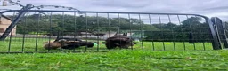 Cocker Spaniel dogs for sale: Outstanding KC Cocker Spaniel Pups legally docked. - Advert 4