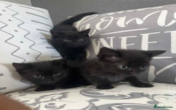 Mixed Breed cats for sale: Male kittens for sale  - Image 1