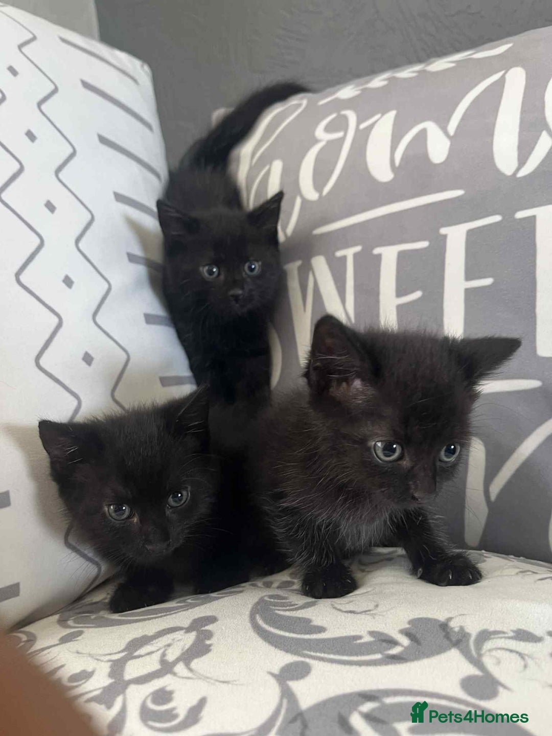 Mixed Breed cats for sale: Male kittens for sale  - Image 1
