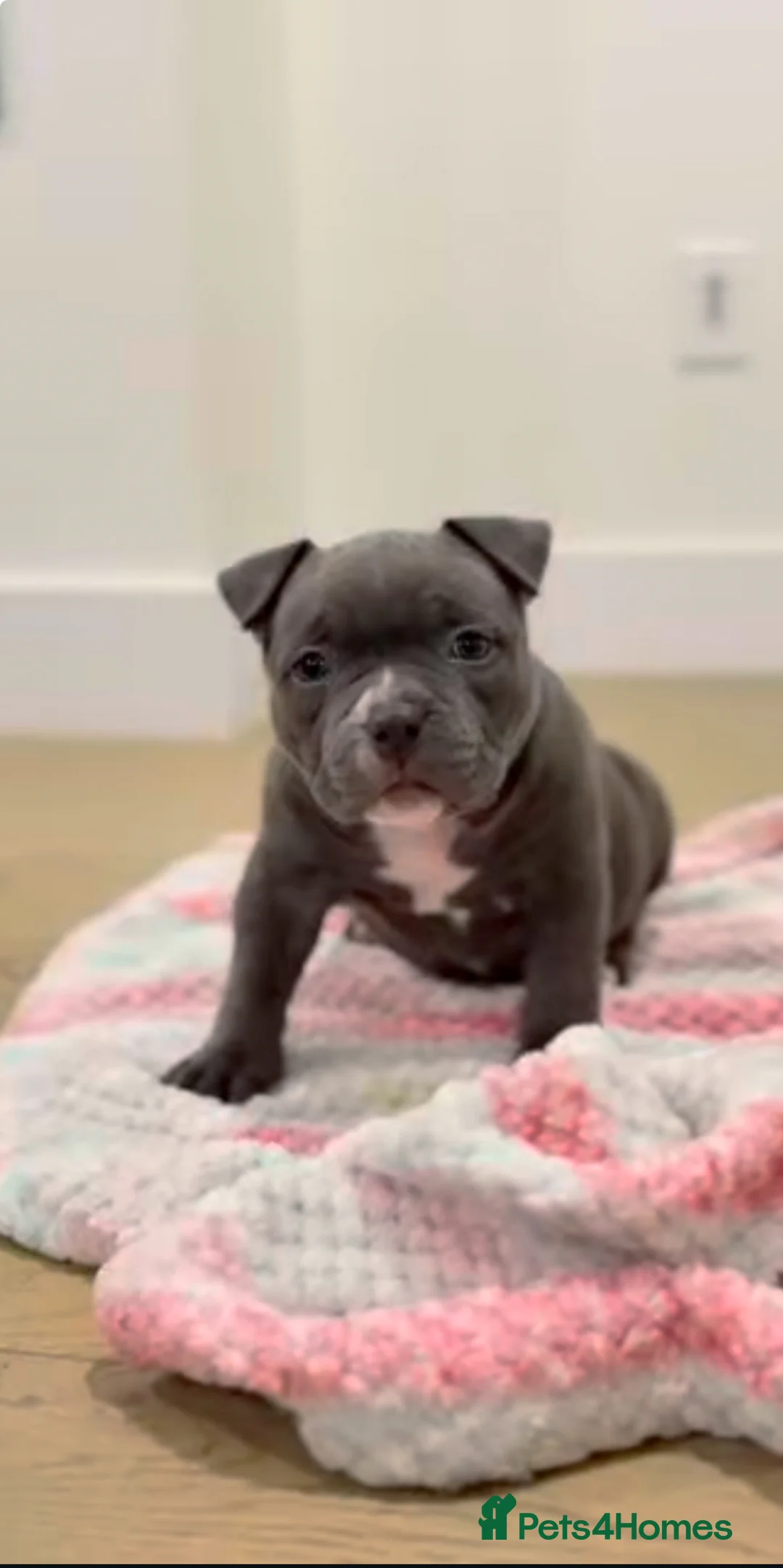 Staffordshire Bull Terrier dogs for sale: 1st Class 100%Staffy puppies Kc Reg - Advert 19