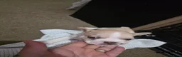 French Bulldog dogs for sale: French bulldog puppies - Advert 14