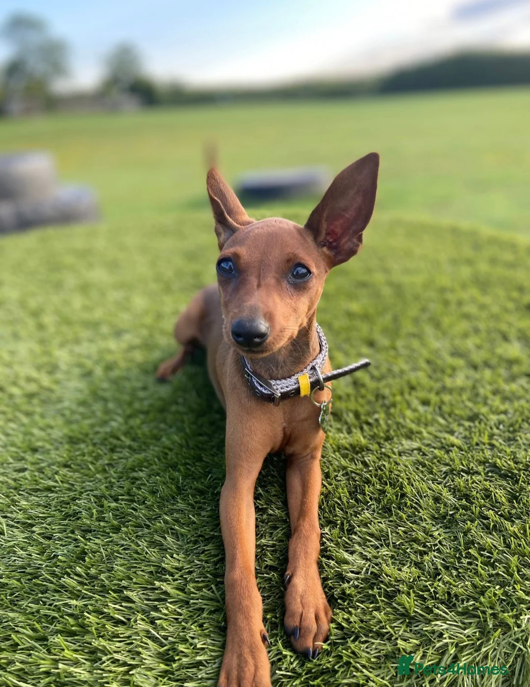 Miniature Pinscher dogs for sale: Bambi - Advert 3