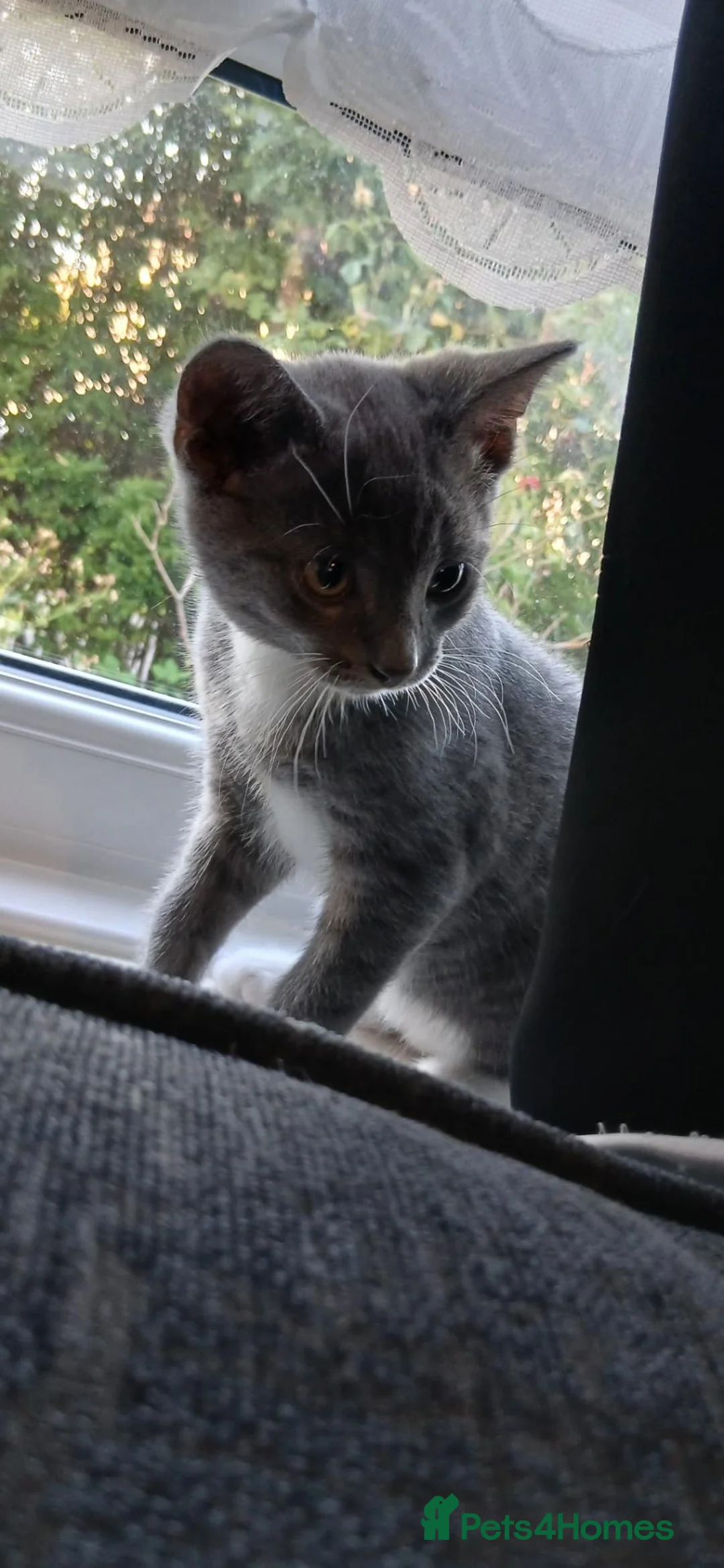 Mixed Breed cats for sale: 2 kittens  - Advert 2