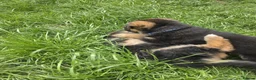 German Shepherd dogs for sale: German Shepherd Pups in Newcastle - Advert 5