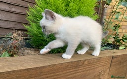 Ragdoll cats for sale: Half breed Ragdoll female kitten available  - Image 5