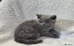 British Shorthair cats for sale: Nice British Shorthair Blue  male kittens - Image 6