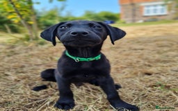 Labrador Retriever dogs for sale: Outstanding Black KC Labradors - Image 3