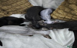 Sphynx cats for sale: Mixed sphynx kittens for sale  - Image 6